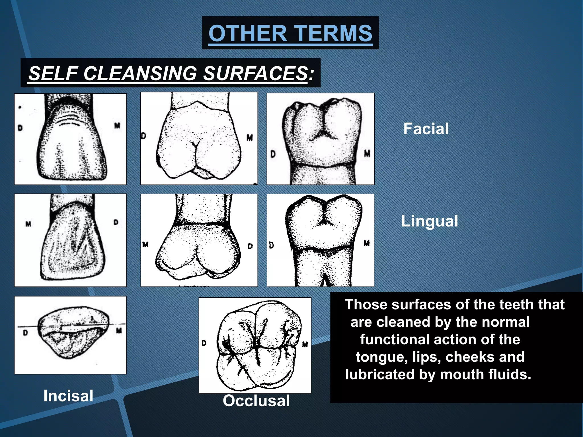 OTHER TERMS
Those surfaces of the teeth that
are cleaned by the normal
functional action of the
tongue, lips, cheeks and
lubricated by mouth fluids.
SELF CLEANSING SURFACES:
Facial
Lingual
Incisal Occlusal
 