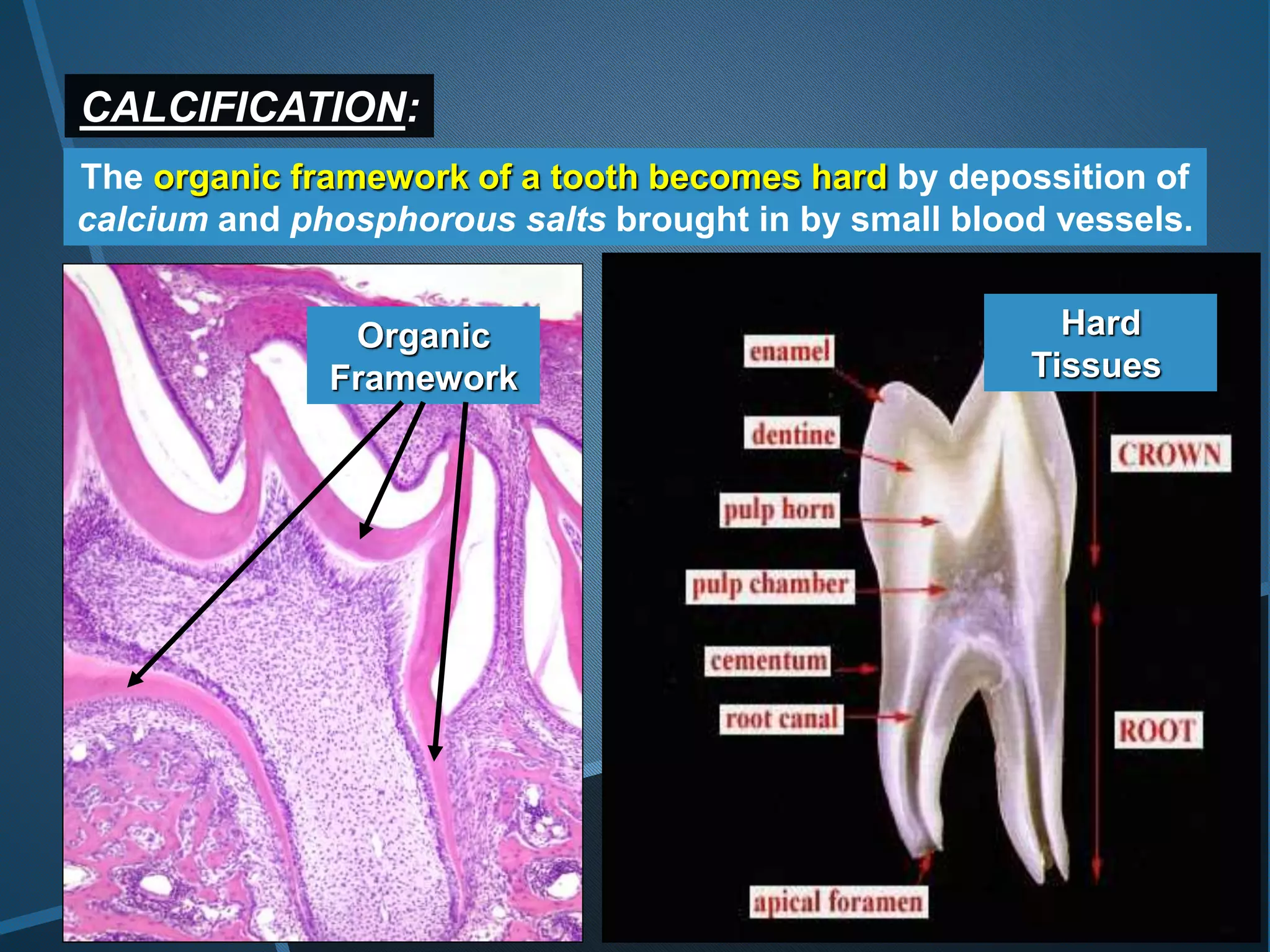 CALCIFICATION:
The organic framework of a tooth becomes hard by depossition of
calcium and phosphorous salts brought in by small blood vessels.
Organic
Framework
Hard
Tissues
 
