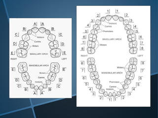 Dention Types over view of dentition | PPTX