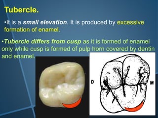 over view of dentition | PPTX