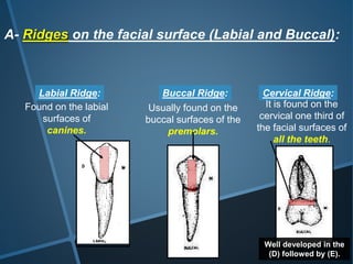 over view of dentition | PPTX