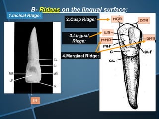 Tooth 14 Ridges over view of dentition | PPTX