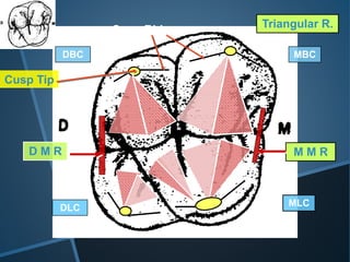 Triangular Cusp Ridge over view of dentition | PPTX