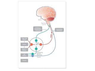 Pain Input/output pain pathway | PPTX