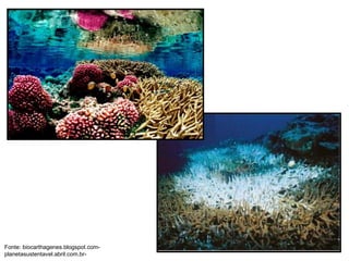 Fonte: biocarthagenes.blogspot.com-
planetasustentavel.abril.com.br-
 