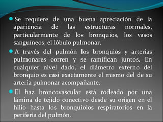Se requiere de una buena apreciación de la
apariencia de las estructuras normales,
particularmente de los bronquios, los vasos
sanguíneos, el lóbulo pulmonar.
A través del pulmón los bronquios y arterias
pulmonares corren y se ramifican juntos. En
cualquier nivel dado, el diámetro externo del
bronquio es casi exactamente el mismo del de su
arteria pulmonar acompañante.
El haz broncovascular está rodeado por una
lámina de tejido conectivo desde su origen en el
hilio hasta los bronquiolos respiratorios en la
periferia del pulmón.
 