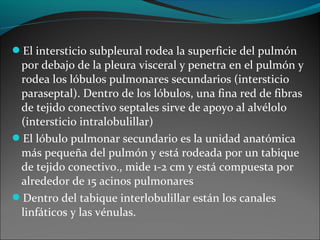 El intersticio subpleural rodea la superficie del pulmón
por debajo de la pleura visceral y penetra en el pulmón y
rodea los lóbulos pulmonares secundarios (intersticio
paraseptal). Dentro de los lóbulos, una fina red de fibras
de tejido conectivo septales sirve de apoyo al alvélolo
(intersticio intralobulillar)
El lóbulo pulmonar secundario es la unidad anatómica
más pequeña del pulmón y está rodeada por un tabique
de tejido conectivo., mide 1-2 cm y está compuesta por
alrededor de 15 acinos pulmonares
Dentro del tabique interlobulillar están los canales
linfáticos y las vénulas.
 