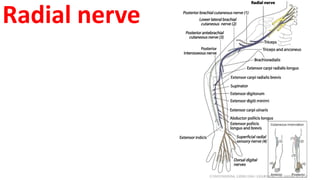 Radial nerve
 