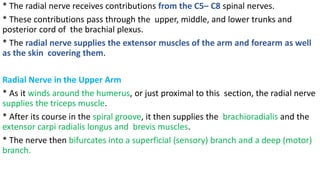 * The radial nerve receives contributions from the C5– C8 spinal nerves.
* These contributions pass through the upper, middle, and lower trunks and
posterior cord of the brachial plexus.
* The radial nerve supplies the extensor muscles of the arm and forearm as well
as the skin covering them.
Radial Nerve in the Upper Arm
* As it winds around the humerus, or just proximal to this section, the radial nerve
supplies the triceps muscle.
* After its course in the spiral groove, it then supplies the brachioradialis and the
extensor carpi radialis longus and brevis muscles.
* The nerve then bifurcates into a superficial (sensory) branch and a deep (motor)
branch.
 