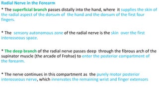 Radial Nerve in the Forearm
* The superficial branch passes distally into the hand, where it supplies the skin of
the radial aspect of the dorsum of the hand and the dorsum of the first four
fingers.
* The sensory autonomous zone of the radial nerve is the skin over the first
interosseous space.
* The deep branch of the radial nerve passes deep through the fibrous arch of the
supinator muscle (the arcade of Frohse) to enter the posterior compartment of
the forearm.
* The nerve continues in this compartment as the purely motor posterior
interosseous nerve, which innervates the remaining wrist and finger extensors
 