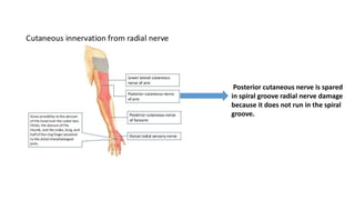 Posterior cutaneous nerve is spared
in spiral groove radial nerve damage
because it does not run in the spiral
groove.
 