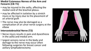 Medial Cutaneous Nerves of the Arm and
Forearm (C8–T1)
• may be injured in the axilla, affecting the
medial cord of the brachial plexus.
• may be affected in isolation by a stretch
injury or by injury due to the placement of
an arterial graft
• The nerve may also be damaged as a
complication of an ulnar nerve surgery at the
elbow
Intercostobrachial Nerve (T2)
• Nerve injury results in pain and dysesthesia
in the axilla and medial arm.
• largest sensory nerve in the body and
damage to the nerve may occur often
following surgeries for breast cancer and
axillary lymphadenectomy
 