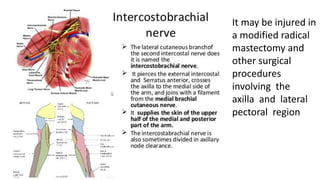 It may be injured in
a modified radical
mastectomy and
other surgical
procedures
involving the
axilla and lateral
pectoral region
 
