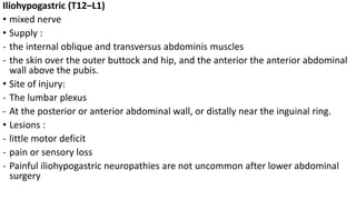 Iliohypogastric (T12–L1)
• mixed nerve
• Supply :
- the internal oblique and transversus abdominis muscles
- the skin over the outer buttock and hip, and the anterior the anterior abdominal
wall above the pubis.
• Site of injury:
- The lumbar plexus
- At the posterior or anterior abdominal wall, or distally near the inguinal ring.
• Lesions :
- little motor deficit
- pain or sensory loss
- Painful iliohypogastric neuropathies are not uncommon after lower abdominal
surgery
 