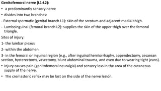 Genitofemoral nerve (L1-L2):
• a predominantly sensory nerve
• divides into two branches:
- External spermatic (genital branch L1): skin of the scrotum and adjacent medial thigh.
- Lumboinguinal (femoral branch L2): supplies the skin of the upper thigh over the femoral
triangle.
Sites of injury:
1- the lumbar plexus
2- within the abdomen
3- in the femoral or inguinal region (e.g., after inguinal herniorrhaphy, appendectomy, cesarean
section, hysterectomy, vasectomy, blunt abdominal trauma, and even due to wearing tight jeans).
• Injury causes pain (genitofemoral neuralgia) and sensory loss in the area of the cutaneous
supply of the nerve.
• The cremasteric reflex may be lost on the side of the nerve lesion.
 