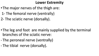 Lower Extremity
•The major nerves of the thigh are:
1- The femoral nerve (ventrally)
2- The sciatic nerve (dorsally).
•The leg and foot are mainly supplied by the terminal
branches of the sciatic nerve:
-The peroneal nerve (ventrally)
-The tibial nerve (dorsally).
 