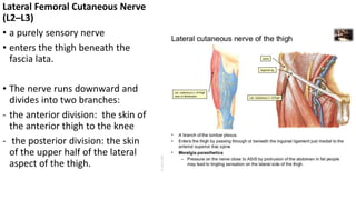 Lateral Femoral Cutaneous Nerve
(L2–L3)
• a purely sensory nerve
• enters the thigh beneath the
fascia lata.
• The nerve runs downward and
divides into two branches:
- the anterior division: the skin of
the anterior thigh to the knee
- the posterior division: the skin
of the upper half of the lateral
aspect of the thigh.
 
