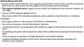 Gluteal Nerves (L4–S2)
• purely motor nerves include : the superior gluteal (from rami L4–S1) and inferior gluteal
(from rami L5–S2) nerves, which supply the musculature of the buttocks.
• The superior gluteal nerve supply muscles which are abductors and internal rotators of
the thigh.
• Lesions of the superior gluteal nerve:
- May occur within the lumbosacral plexus, pelvis, greater sciatic foramen, or buttock.
Etiologies :
- hip surgery, pelvic or hip trauma, hip fracture or dislocation
- iliac artery aneurysm, fall on the buttock, injection
- entrapment of the nerve between the tendinous edge of the piriformis muscle and the
ilium
- On walking, the pelvis tilts toward the side of the unaffected raised leg (Trendelenburg’s
sign).
- There is paresis or paralysis of thigh abduction and medial rotation.
- Isolated complete paralysis of the tensor fasciae latae may develop secondary to
intramuscular injection
 