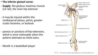 • The inferior gluteal nerve:
- Supply the gluteus maximus muscle
(L5–S2), the main hip extensor
- It may be injured within the
lumbosacral plexus, pelvis, greater
sciatic foramen, or buttock.
- paresis or paralysis of hip extension,
which is most noticeable when the
patient attempts to climb stairs.
- Mostlt in a basketball player
 