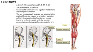 Sciatic Nerve
 