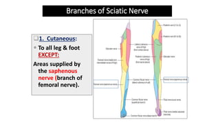 Branches of Sciatic Nerve
1. Cutaneous:
 To all leg & foot
EXCEPT:
Areas supplied by
the saphenous
nerve (branch of
femoral nerve).
 