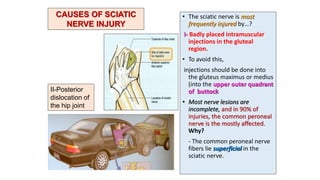 • The sciatic nerve is most
frequently injured by…?
I- Badly placed intramuscular
injections in the gluteal
region.
• To avoid this,
injections should be done into
the gluteus maximus or medius
(into the upper outer quadrant
of buttock
• Most nerve lesions are
incomplete, and in 90% of
injuries, the common peroneal
nerve is the mostly affected.
Why?
- The common peroneal nerve
fibers lie superficial in the
sciatic nerve.
CAUSES OF SCIATIC
NERVE INJURY
II-Posterior
dislocation of
the hip joint
 