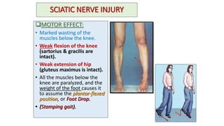 SCIATIC NERVE INJURY
MOTOR EFFECT:
• Marked wasting of the
muscles below the knee.
• Weak flexion of the knee
(sartorius & gracilis are
intact).
• Weak extension of hip
(gluteus maximus is intact).
• All the muscles below the
knee are paralyzed, and the
weight of the foot causes it
to assume the plantar-flexed
position, or Foot Drop.
• (Stamping gait).
 