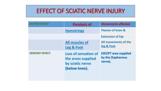 EFFECT OF SCIATIC NERVE INJURY
MOTOR EFFECT Paralysis of Movements affected
Hamstrings Flexion of knee &
Extension of hip
All muscles of
Leg & Foot
All movements of the
leg & Foot
SENSORY EFFECT Loss of sensation of
the areas supplied
by sciatic nerve
(below knee).
EXCEPT area supplied
by the (Saphenous
nerve).
 