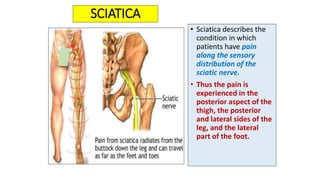 SCIATICA
• Sciatica describes the
condition in which
patients have pain
along the sensory
distribution of the
sciatic nerve.
• Thus the pain is
experienced in the
posterior aspect of the
thigh, the posterior
and lateral sides of the
leg, and the lateral
part of the foot.
 