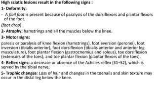 High sciatic lesions result in the following signs :
1- Deformity:
- A flail foot is present because of paralysis of the dorsiflexors and plantar flexors
of the foot.
(foot drop) .
2- Atrophy: hamstrings and all the muscles below the knee.
3- Motor signs:
paresis or paralysis of knee flexion (hamstrings), foot eversion (peronei), foot
inversion (tibialis anterior), foot dorsiflexion (tibialis anterior and anterior leg
musculature), foot plantar flexion (gastrocnemius and soleus), toe dorsiflexion
(extensors of the toes), and toe plantar flexion (plantar flexors of the toes).
4- Reflex signs: a decrease or absence of the Achilles reflex (S1–S2), which is
served by the tibial nerve.
5- Trophic changes: Loss of hair and changes in the toenails and skin texture may
occur in the distal leg below the knee.
 
