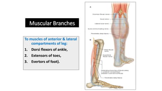 Muscular Branches
To muscles of anterior & lateral
compartments of leg:
1. Dorsi flexors of ankle,
2. Extensors of toes,
3. Evertors of foot).
 