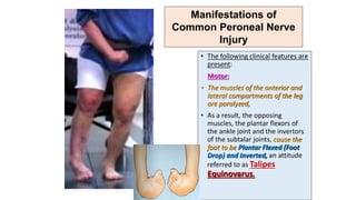 • The following clinical features are
present:
Motor:
• The muscles of the anterior and
lateral compartments of the leg
are paralyzed,
• As a result, the opposing
muscles, the plantar flexors of
the ankle joint and the invertors
of the subtalar joints, cause the
foot to be Plantar Flexed (Foot
Drop) and Inverted, an attitude
referred to as Talipes
Equinovarus.
Manifestations of
Common Peroneal Nerve
Injury
 