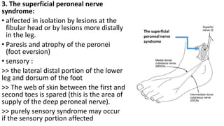 3. The superficial peroneal nerve
syndrome:
• affected in isolation by lesions at the
fibular head or by lesions more distally
in the leg.
• Paresis and atrophy of the peronei
(foot eversion)
• sensory :
>> the lateral distal portion of the lower
leg and dorsum of the foot
>> The web of skin between the first and
second toes is spared (this is the area of
supply of the deep peroneal nerve).
>> purely sensory syndrome may occur
if the sensory portion affected
The superficial
peroneal nerve
syndrome
 