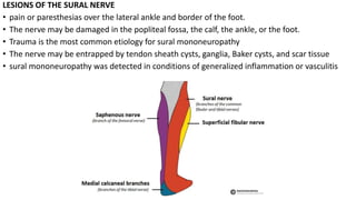 LESIONS OF THE SURAL NERVE
• pain or paresthesias over the lateral ankle and border of the foot.
• The nerve may be damaged in the popliteal fossa, the calf, the ankle, or the foot.
• Trauma is the most common etiology for sural mononeuropathy
• The nerve may be entrapped by tendon sheath cysts, ganglia, Baker cysts, and scar tissue
• sural mononeuropathy was detected in conditions of generalized inflammation or vasculitis
 