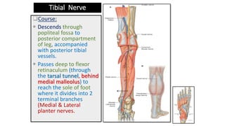 Tibial Nerve
Course:
 Descends through
popliteal fossa to
posterior compartment
of leg, accompanied
with posterior tibial
vessels.
 Passes deep to flexor
retinaculum (through
the tarsal tunnel, behind
medial malleolus) to
reach the sole of foot
where it divides into 2
terminal branches
(Medial & Lateral
planter nerves.
 