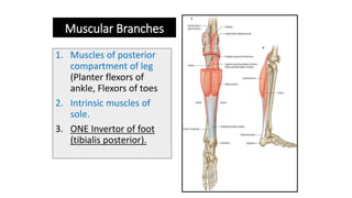 Muscular Branches
1. Muscles of posterior
compartment of leg
(Planter flexors of
ankle, Flexors of toes
2. Intrinsic muscles of
sole.
3. ONE Invertor of foot
(tibialis posterior).
 