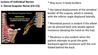 Lesions of Individual Nerves
1- Dorsal Scapular Nerve (C4–C5)
* May occur in body builders
* the lateral displacement of the vertebral
border of the scapula, which is rotated,
with the inferior angle displaced laterally.
* Rhomboid paresis is evident if the elbow
can be pressed back only weakly against
resistance (keeping the hand on the hip).
* Weakness is also evident when the
patient attempts to push the palm
backward against resistance with the arm
folded behind the back.
 