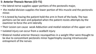 5- Anterior Thoracic Nerves (C5–T1)
• the lateral nerve supplies upper portions of the pectoralis major,
• the medial division supplies the lower portion of this muscle and the pectoralis
minor.
• It is tested by having the patient hold the arm in front of the body. The two
portions can be seen and palpated when the patient resists attempts by the
examiner to force the arm laterally
• Their Lesion can cause weak Adduction and medial rotation of the upper arm
• Isolated injury can occur from a seatbelt injury
• Bilateral medial anterior thoracic neuropathies in a weight lifter were thought to
be due to concomitant pectoralis minor hypertrophy causing intramuscular
entrapment of the nerves
 