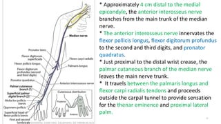 41
* Approximately 4 cm distal to the medial
epicondyle, the anterior interosseus nerve
branches from the main trunk of the median
nerve.
* The anterior interosseus nerve innervates the
flexor pollicis longus, flexor digitorum profundus
to the second and third digits, and pronator
quadratus.
* Just proximal to the distal wrist crease, the
palmar cutaneous branch of the median nerve
leaves the main nerve trunk.
* It travels between the palmaris longus and
flexor carpi radialis tendons and proceeds
outside the carpal tunnel to provide sensation
for the thenar eminence and proximal lateral
palm.
 