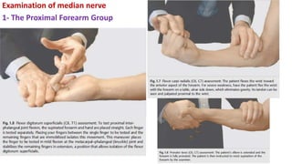 Examination of median nerve
1- The Proximal Forearm Group
 