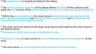 * The cubital tunnel is located just distal to the elbow.
* The medial collateral ligament of the elbow defines the floor of the cubital tunnel,
while the roof consists of the thickened fascia known as the Osborne (arcuate) ligament.
* Within the proximal forearm, the ulnar nerve is located medial and superior to the
flexor digitorum profundus and deep to the flexor carpi ulnaris and gives branches to
innervate these muscles along its course.
* The ulnar nerve lies lateral to the flexor carpi ulnaris and medial to the ulnar artery in
the distal forearm.
* Compression of the ulnar nerve in the forearm is rare.
* The Guyon canal, or ulnar tunnel, is a site of potential ulnar nerve entrapment at the
wrist.
* The ulnar nerve passes through the Guyon canal with the ulnar artery.
 