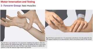 Motor Innervation and Testing
1- Forearm Group: two muscles
 