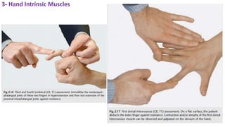 3- Hand Intrinsic Muscles
 