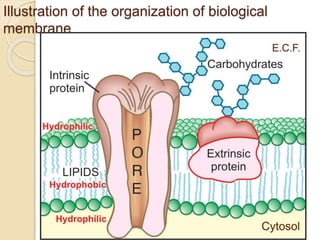 Illustration of the organization of biological
membrane
 