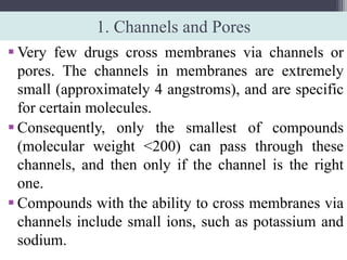 1. Channels and Pores
 Very few drugs cross membranes via channels or
pores. The channels in membranes are extremely
small (approximately 4 angstroms), and are specific
for certain molecules.
 Consequently, only the smallest of compounds
(molecular weight <200) can pass through these
channels, and then only if the channel is the right
one.
 Compounds with the ability to cross membranes via
channels include small ions, such as potassium and
sodium.
 