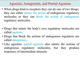 Agonists, Antagonists, and Partial Agonists
 When drugs bind to receptors they can do one of two things:
they can either mimic the action of endogenous regulatory
molecules or they can block the action of endogenous
regulatory molecules.
 Drugs that mimic the body's own regulatory molecules are
called agonists.
 Drugs that block the actions of endogenous regulators are
called antagonists.
 Like agonists, partial agonists also mimic the actions of
endogenous regulatory molecules, but they produce
responses of intermediate intensity
 