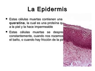 La Epidermis


Estas células muertas contienen una sustancia llamada
queratina , la cual es una proteína que le da resistencia
a la piel y la hace impermeable



Estas células muertas se desprenden de la piel
constantemente, cuando nos rozamos con algo, durante
el baño, o cuando hay fricción de la piel.

 