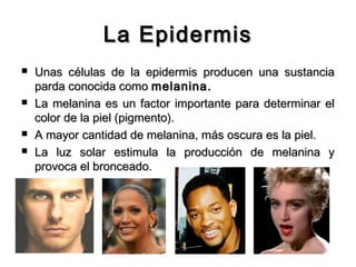 La Epidermis







Unas células de la epidermis producen una sustancia
parda conocida como melanina .
La melanina es un factor importante para determinar el
color de la piel (pigmento).
A mayor cantidad de melanina, más oscura es la piel.
La luz solar estimula la producción de melanina y
provoca el bronceado.

 