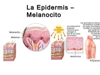 La Epidermis –
Melanocito

 
