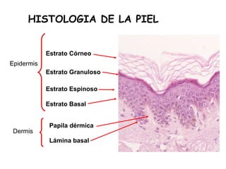 HISTOLOGIA DE LA PIEL
Estrato Córneo
Epidermis
Estrato Granuloso
Estrato Espinoso
Estrato Basal

Dermis

Papila dérmica
Lámina basal

 